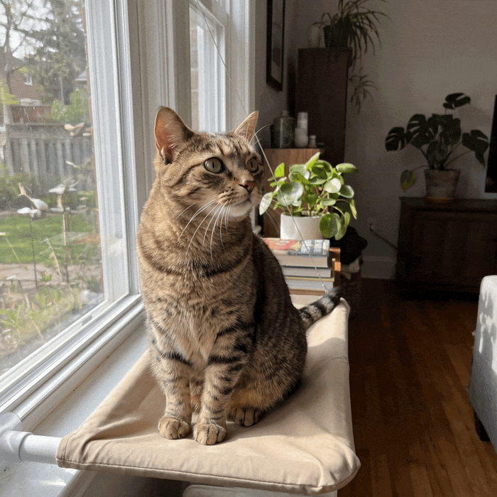 Luna (11 years old) after